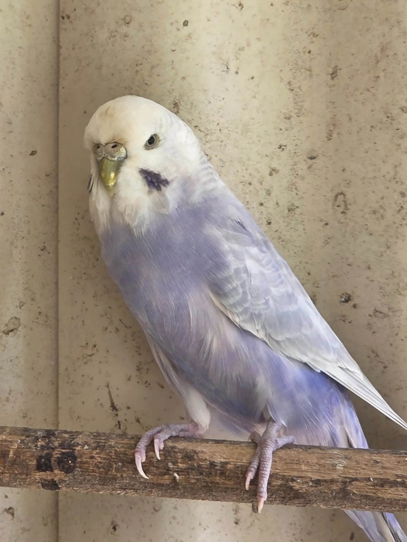 Amethyst Opaline Clearwing budgie photo at Park Ridge Heritage Clearwing Budgies showing the Amethyst Clearwing project colour and clean wing contrast