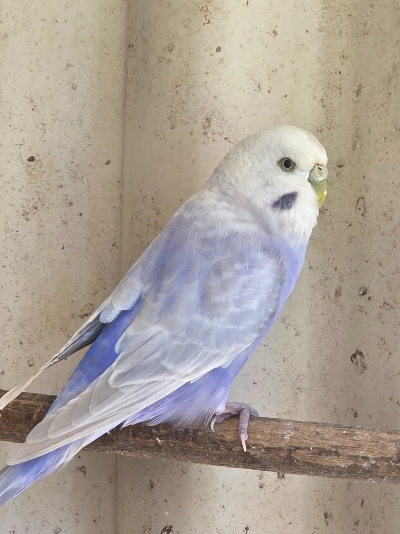 Amethyst Opaline Clearwing budgie photo at Park Ridge Heritage Clearwing Budgies showing the Amethyst Clearwing project colour and clean wing contrast