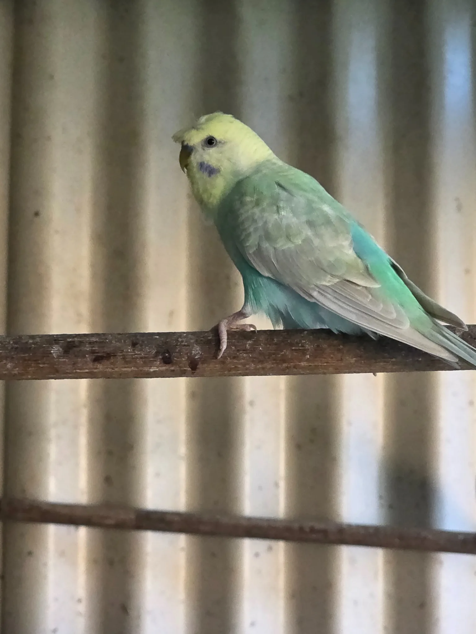 Crested Rainbow Split Blue budgie photo at Park Ridge Heritage Clearwing Budgies