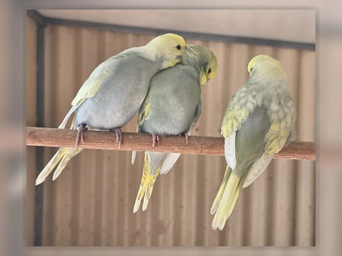 Mauve Rainbow budgie photo at Park Ridge Heritage Clearwing Budgies showing blue-series colour and Heritage Clearwing wing clarity