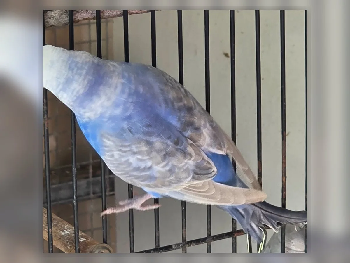 Violet Opaline Clearwing budgie photo at Park Ridge Heritage Clearwing Budgies showing Opaline patterning in a Clearwing budgie