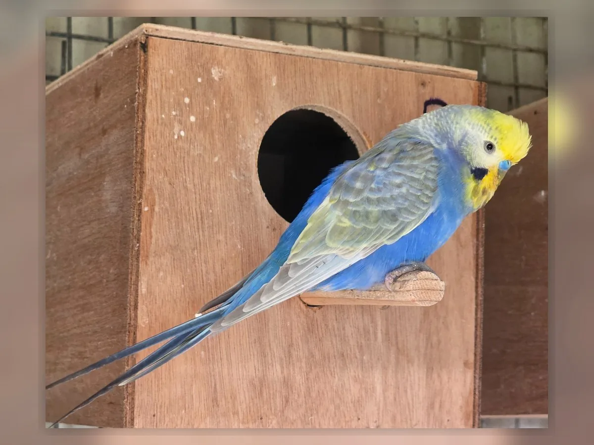 Violet Rainbow budgie photo at Park Ridge Heritage Clearwing Budgies showing blue-series colour and Heritage Clearwing wing clarity