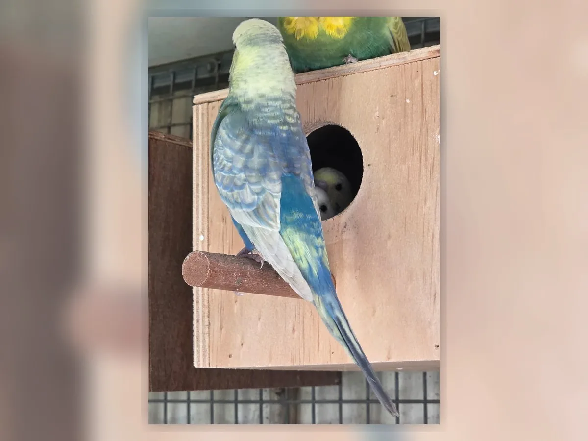 Whitecap Red Violet Rainbow budgie photo at Park Ridge Heritage Clearwing Budgies showing vivid Red Violet Clearwing body colour and pale wings
